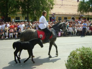 zdrijebe